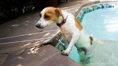 a brown and white dog standing in the water next to a pool with a rope