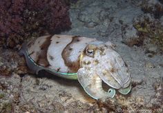 a large squid is sitting on the ocean floor