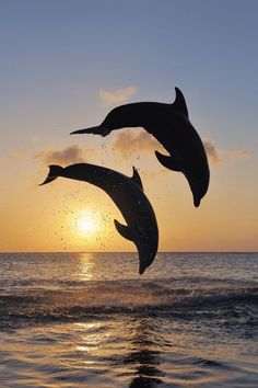 three dolphins jumping in the air at sunset