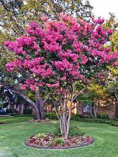 a tree with pink flowers in the middle of a yard