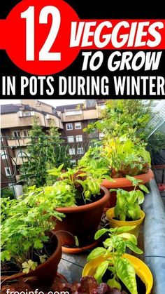 several potted plants with the title 12 veggies to grow in pots during winter