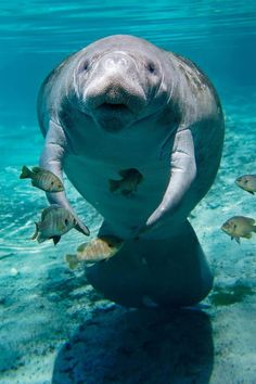 a manato swimming in the water with fish around it