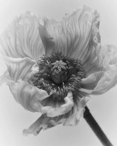 a black and white photo of a large flower