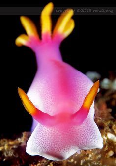 a close up of a pink and yellow sea slug