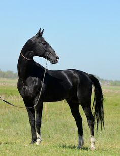 a black horse standing on top of a lush green field next to a man holding the reins