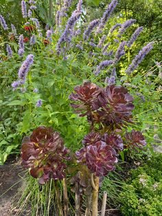 some purple flowers are growing in the garden