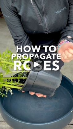 a person pouring water into a bowl with plants in it and the words how to propagate roses