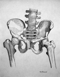 a drawing of the back of a person's neck and lower body, showing the bones