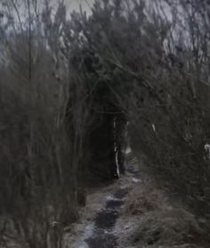 the path is covered in snow and grass