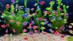 an aquarium filled with lots of colorful fish in it's tank next to plants