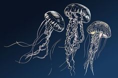 three jellyfishs floating in the ocean at night - stock image, art print