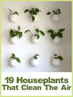 the book cover for 19 houseplants that are edible