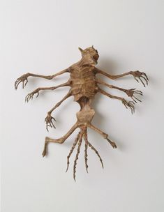 the skeleton of a frog is displayed on a white background with long, slender legs