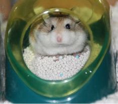 a small hamster is sitting in a green bowl