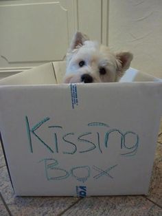 a small white dog sitting in a box with the words kissing box written on it