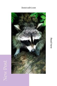 a raccoon is standing on top of a tree branch