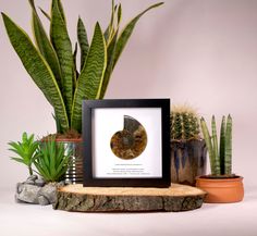 there is a picture frame on the table next to some plants and potted plants