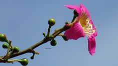 a pink flower is blooming on a tree branch with green leaves and blue sky in the background