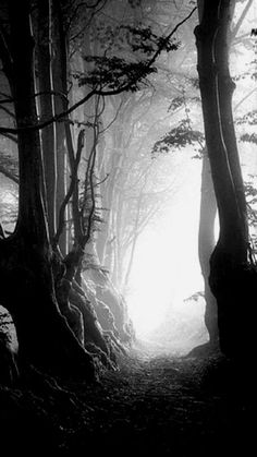 a black and white photo of trees in the woods at night with light coming through