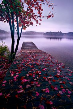 an image of a dock with leaves on it