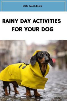 Dachshund in a yellow raincoat standing on a wet cobblestone street. Text reads "Rainy Day Activities for Your Dog". Dog Friendly Stores, Dog Emotions, Living With Dogs, Bored Dog, Kong Toys, Cold Rain