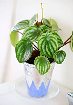 a potted plant with green and white leaves