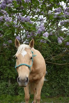 a brown horse standing next to a lush green forest filled with purple lilac flowers