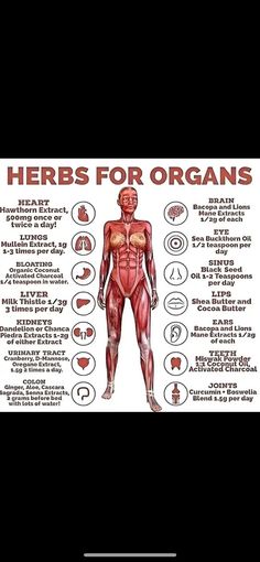 Herbs For Organs, Natural Antibiotics Bacteria, Herbs For Bigger Hips, Mullein Benefits, Medical Herbs, Health Heal