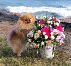 What You Might Not Know About Pomeranians! Pomeranian Photoshoot, Puppy Photoshoot, Dream Pet, Delivery Pictures, Animals Pictures, Baby Animals Pictures, Pretty Stuff, Cute Dog, Photoshoot Ideas