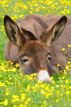 a donkey laying in the grass with yellow flowers