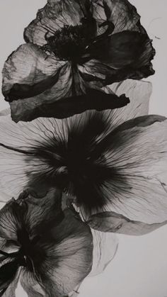 black and white photograph of three flowers