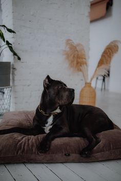 a black dog laying on top of a brown pillow