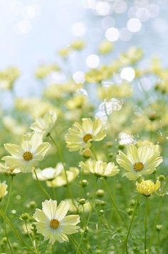 yellow daisies are growing in the grass with blue sky and sunlight shining through them