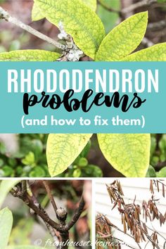 Rhododendron Problems: What's Wrong With My Rhododendron?