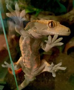 a gecko is standing on its hind legs in a glass case looking at the camera