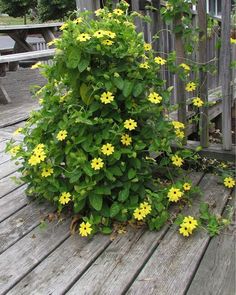 yellow flowers are growing on the wooden deck