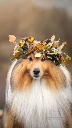 a collie with a flower crown on its head