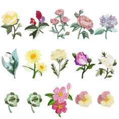 several different types of flowers on a white background