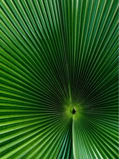 the top view of a green palm leaf