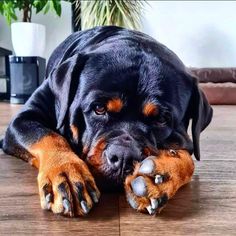 a large black and brown dog laying on top of a wooden floor next to a potted plant