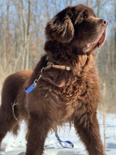 a large brown dog standing in the snow