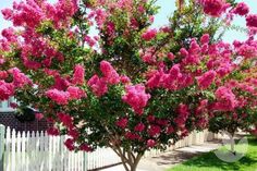 pink flowers are blooming on the trees in front of a white picketed fence