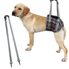 a dog wearing a harness and leash attached to it's back, standing on a white background