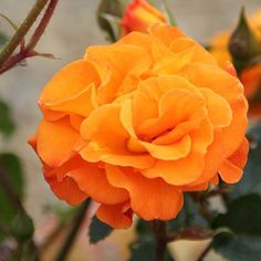 Rose Precious Amber on Garden Orchid UK Floribunda Rose, Scented Flowers, Bushes And Shrubs, Apricot Orange, Shrub Roses, Plant Tags, Garden Rose, Calendar Gifts, Planting Roses