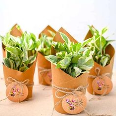 four planters are wrapped in brown paper and tied with twine