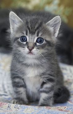 a small gray kitten sitting on top of a bed