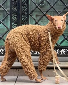 a dog that is standing on a leash and wearing a fake sheep costume for halloween