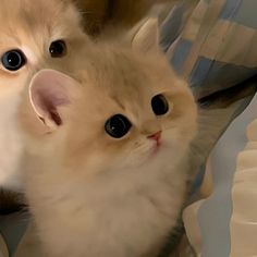 two small kittens with big eyes laying on a bed together and looking at the camera