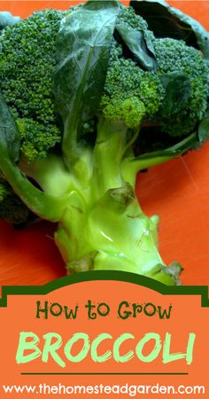 broccoli florets on an orange background with the words how to grow broccoli