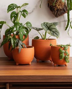 several potted plants are sitting on a table